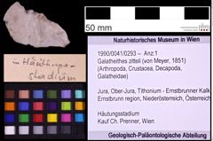 Foto (Objekt + Etiketten) von Galatheithes zitteli (von Meyer, 1851) (NHMW-GEO-1990-0041-0293)